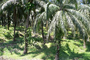 Palm