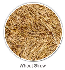 Wheat Straw